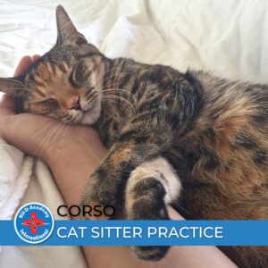 CAT SITTER PRACTICE